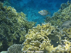 coral &Arabian Picassofish-sharm El_shaikh by Yakout Hegazy 